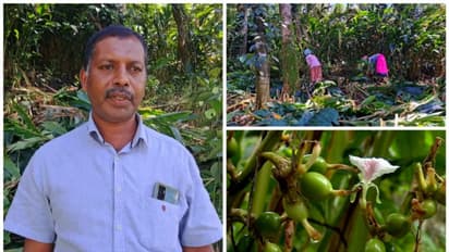 വിലത്തകർച്ചയിൽ നട്ടം തിരിഞ്ഞ് ഇടുക്കിയിലെ ഏലം കർഷകർ, തോട്ടം നശിപ്പിച്ച് പ്രതിഷേധം