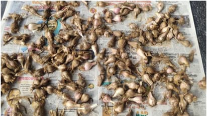 ഗുണമേന്മയേറെ, അതിനാല് മരുന്ന് കമ്പനികള്ക്കും പ്രിയം; അറിയാം വട്ടവട വെളുത്തുള്ളിയെ കുറിച്ച്