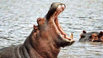 ಆಟವಾಡುತ್ತಿದ್ದ 2 ವರ್ಷದ ಬಾಲಕನ ನುಂಗಿದ ಹಿಪ್ಪೋ, ಬಳಿಕ ನಡೆದಿದ್ದೆಲ್ಲಾ ಪವಾಡ!