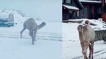 ಮೊದಲ ಬಾರಿ ಹಿಮದ ರಾಶಿ ನೋಡಿ ಕುಣಿದಾಡಿದ ಒಂಟೆ... ವೈರಲ್ ವಿಡಿಯೋ 