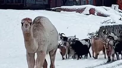 ആദ്യമായി മഞ്ഞുവീഴ്ച കണ്ട ഒട്ടകത്തിന്റെ ആനന്ദം - ഹൃദയം കീഴടക്കുന്ന വൈറല് വീഡിയോ