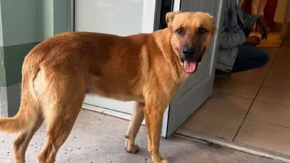 മരുഭൂമിയില് കുടുങ്ങിയ 84-കാരനെ കണ്ടെത്താനാകാതെ പൊലീസ്, രക്ഷയ്ക്കെത്തിയത് വളര്ത്തുനായ!