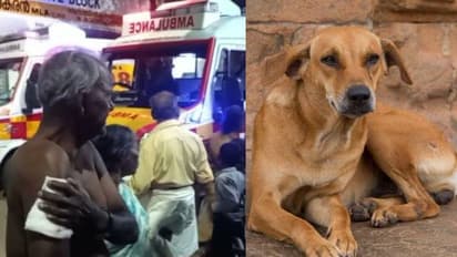 കൊല്ലത്ത് തെരുവ് നായയുടെ കടിയേറ്റ് ആറ് പേർക്ക് പരിക്ക്, പരാതിയുമായി നാട്ടുകാർ