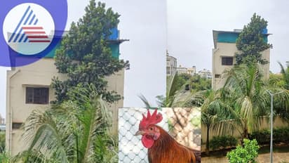 Bengaluru: ಕೋಳಿ ಕೂಗುತ್ತಿದೆ ನಿದ್ದೆ ಬರುತ್ತಿಲ್ಲ: ಪೊಲೀಸರಿಗೆ ವಿಚಿತ್ರ ದೂರು