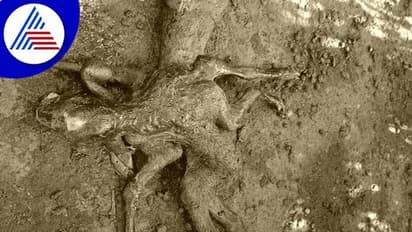 Chikkamagaluru: ವಿಚಿತ್ರ ಕರು ಜನನ, ನೋಡಲು ಮುಗಿಬಿದ್ದ ಜನ..!