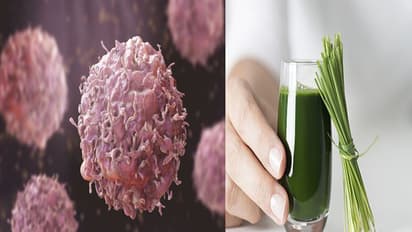 इस घास के जूस से कैंसर पर पाया जा सकता है काबू, स्टडी में दावा-3 दिन में दिखाता है असर