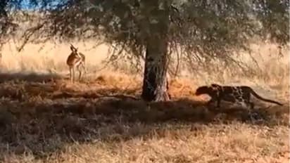 ഇരയെ പിടിക്കാനായി മറഞ്ഞിരിക്കുന്ന പുളളിപ്പുലി; വൈറലായി വീഡിയോ 