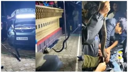 ആദ്യം ചേരയാണെന്ന് കരുതി; കാറിന്റെ ബോണറ്റ് തുറന്നപ്പോള്‍ കുടുങ്ങിക്കിടക്കുന്നു കൂറ്റന്‍ രാജവെമ്പാല! 