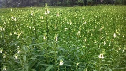 'എള്ള് വിതയ്ക്കാം, നേട്ടവും കൊയ്യാം', ഓണാട്ടുകര എള്ളിന്' ഇനി പ്രിയമേറും