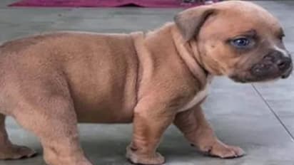 വീട് കവര്ച്ചയ്ക്കെത്തിയവര് വിലയേറിയ സാധനങ്ങള്ക്കൊപ്പം പട്ടിക്കുഞ്ഞിനെയും കൊണ്ടുപോയി