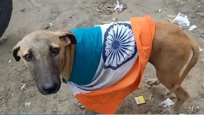 தேனியில் நாய்க்கு தேசிய கொடி போர்த்தி அவமரியாதை