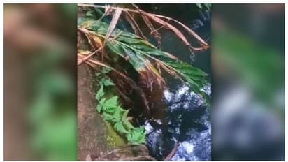 കട്ടപ്പനയില്‍ ഏലത്തോട്ടത്തിലെ കുളത്തില്‍ പുലി ചത്തനിലയില്‍