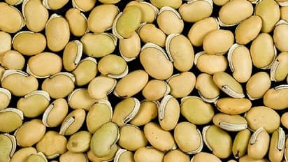 மொச்சைக் கொட்டையில் எண்ணில் அடங்கா ஆரோக்கிய நன்மைகள் என்னென்ன?