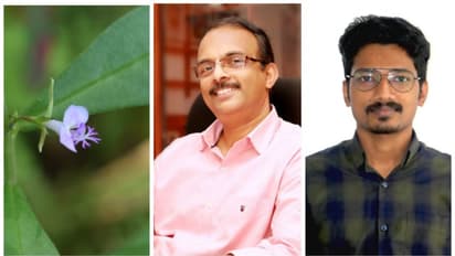 പോളിഗാല ഇടുക്കിയാന; ഇടുക്കിയുടെ പേരില്‍ സസ്യവുമായി കാലിക്കറ്റ് സർവ്വകലാശാലയിലെ ഗവേഷകര്‍