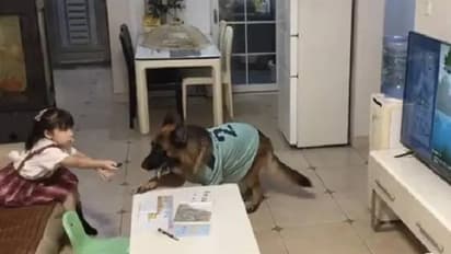 അച്ഛൻ വരുന്നു, ടിവി ഓഫാക്കി പഠിച്ചോ! ടിവി കണ്ടുകൊണ്ടിരുന്ന പെൺകുട്ടിക്ക് സൂചന നൽകുന്ന വളർത്തുനായ