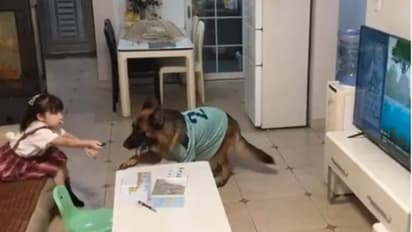 അച്ഛന് വരുന്നേ, ടിവി ഓഫാക്കിക്കോ! കുരുന്നിന് സിഗ്നല് കൊടുക്കുന്ന വളര്ത്തുനായ; വീഡിയോ