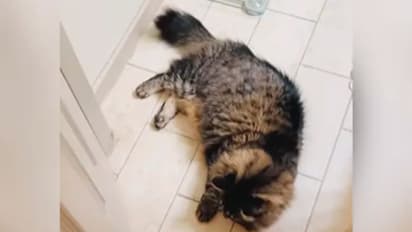 ബാത്ത്റൂമിനുള്ളില് വളര്ത്തുപൂച്ചയുമായി 'ഡോര് ഹോക്കി' കളിക്കുന്ന യുവതി; വൈറലായി വീഡിയോ