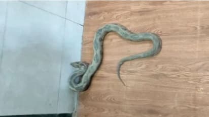 പൊലീസ് സ്റ്റേഷനില് 'പരാതിക്കാരനായി' അണലി; വൈറലായി വീഡിയോ