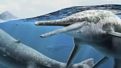 230 ദശലക്ഷത്തിലധികം വർഷം പഴക്കമുള്ള ജീവികളുടെ 'പ്രസവ വാർഡ്', പുതിയ കണ്ടെത്തലുമായി ശാസ്ത്രജ്ഞർ