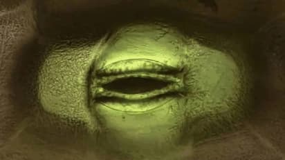 ചെടികൾ 'ശ്വസിക്കുന്നത്' കണ്ടിട്ടുണ്ടോ? വൈറലായി വീഡിയോ