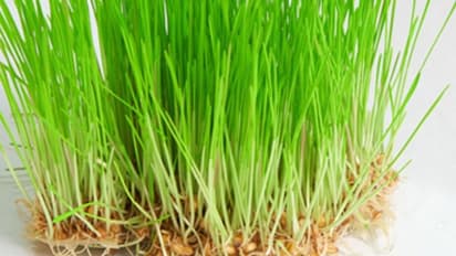 புற்றுநோயை கட்டுப்படுத்தும் அரிய வகை புல்- ஆய்வில் நடந்த அதிசியம்..!!