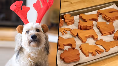 Christmas 2022: 2 Ways to have a flawless Xmas celebration for pet owners 