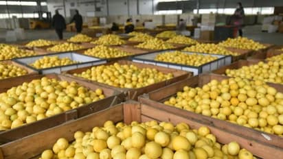 ചൈനയില്‍ ഇപ്പോള്‍ ചെറുനാരങ്ങ 'പൊന്ന്' പോലെ; കാരണം ഇതാണ്...