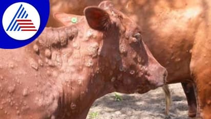 ವಿಜಯಪುರದಲ್ಲಿ ಹೆಮ್ಮಾರಿ ಗಂಟುರೋಗದ ಆರ್ಭಟ, 151ಜಾನುವಾರುಗಳು ಬಲಿ!