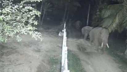 இரவு நேரத்தில் ஊருக்குள் உலா வரும் காட்டு யானைகள்… பொதுமக்களுக்கு எச்சரிக்கை விடுத்த வனத்துறை!!