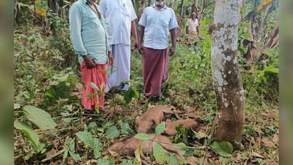 പാലക്കാട് 21 കാട്ടുപന്നികളെ വെടിവെച്ച് കൊന്നു,നടപടി സ്ഥിരമായി കൃഷി നശിപ്പിക്കുന്ന സാഹചര്യത്തിൽ