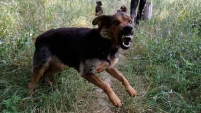 कानपुर: 2 घंटे में 26 लोगों को कुत्ते ने बनाया निशाना, हमले का शिकार बच्ची का आईसीयू में इलाज जारी