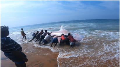 പൂന്തുറ കടപ്പുറത്ത് വലയിൽ കുടുങ്ങിയ തിമിംഗല സ്രാവിനെ കടലിലേക്ക് തിരിച്ചു വിട്ടു