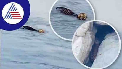 ಬ್ರಹ್ಮಪುತ್ರದಲ್ಲಿ 120 KM ಈಜಿದ ಬೆಂಗಾಲಿ ಟೈಗರ್.. ವಿಡಿಯೋ ವೈರಲ್