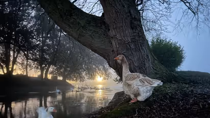 തണുത്തുറഞ്ഞ വെള്ളത്തില്‍വീണ് വാത്ത മരിച്ചു,  ദുഃഖത്തില്‍ ചങ്കുപൊട്ടി മരിച്ച് ഇണപ്പക്ഷി! 