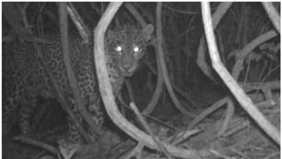 കണ്ണൂരിൽ കണ്ടത് പുലിയെ തന്നെ, ദൃശ്യങ്ങൾ ക്യാമറയിൽ പതിഞ്ഞു; പുലിയെ കണ്ടെത്താൻ തിരച്ചിൽ, ജാഗ്രത നിർദ്ദേശം