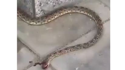 സൗദി അറേബ്യയിലെ ‌സ്കൂളില്‍ ഭീമൻ പാമ്പ്; ഭയന്ന് കുട്ടികളും അധ്യാപികമാരും