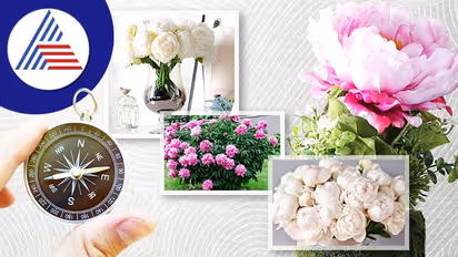 Vastu Tips: ಈ ಸಸ್ಯ ಮನೆಗೆ ತಂದ್ರೆ ವರ್ಷಗಳಿಂದ ಆಗದ ಮದುವೆ ಕೂಡಾ ಸೆಟಲ್ ಆಗುತ್ತೆ!