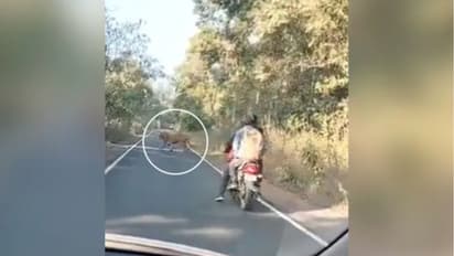 റോഡില് ബൈക്ക് യാത്രക്കാര്ക്ക് മുന്നില് 'ഭീകരനായ' കടുവ; പിന്നീട് സംഭവിച്ചത്...