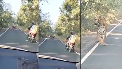 ಬೈಕರ್ಸ್‌ಗೆ ಧುತ್ತನೇ ಎದುರಾದ ಹುಲಿರಾಯ... ವೈರಲ್ ವಿಡಿಯೋ