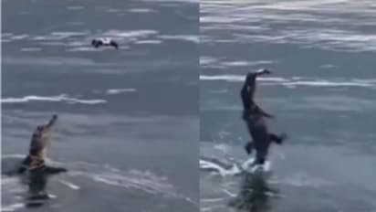 ഇരയെന്നു കരുതി ഡ്രോണിനെ വായിലാക്കി ചീങ്കണ്ണി; വീഡിയോ വൈറല്