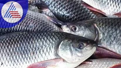 ಬತ್ತದ ಗದ್ದೆಗಳ ಕ್ಷೀಣದಿಂದ ಅಳವಿನಂಚಿನಲ್ಲಿ ಕೊಯ್ಲೆ ಮೀನು!