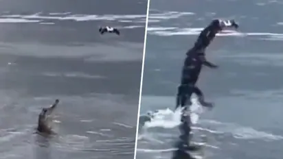 Alligator jumps out of water to grab an unusual prey; video amazed netizens