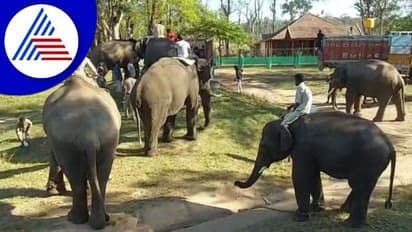 ಕೊಡಗಿನ ದುಬಾರೆ ಸಾಕಾನೆ ಶಿಬಿರದಿಂದ ಮಧ್ಯಪ್ರದೇಶಕ್ಕೆ ಐದು ಆನೆಗಳ ಸ್ಥಳಾಂತರ, ಗೋಳಾಡುತ್ತಲೇ ಲಾರಿ ಏರಿದ ಸಾಕಾನೆಗಳು 