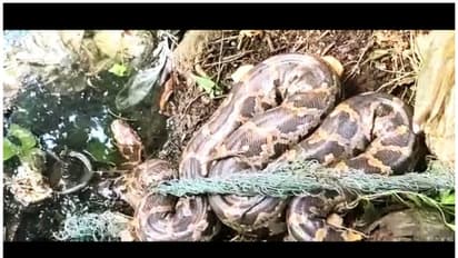  അരൂരിൽ വലയിൽ കുടുങ്ങി മലമ്പാമ്പ്; കണ്ടെത്തിയത് തോട്ടിൻ കരയിൽ