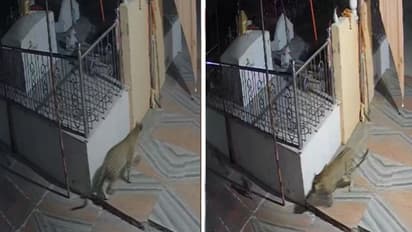 खौफ में जी रहे थे गांववाले, लेकिन जब सीसीटीवी देखा तो चौंक गए, दहशत से हर तरफ मचता रहा हड़कंप