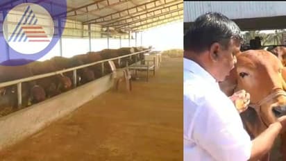 Chitradurga: ಗಿರ್, ಮಲೆನಾಡು ಗಿಡ್ಡ ತಳಿ ಹಸುಗಳಿಂದ ಲಕ್ಷಾಂತರ ಲಾಭ: ಸಗಣಿ-ಗಂಜಲಕ್ಕೆ ಭಾರಿ ಬೆಲೆ