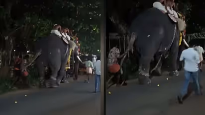 പാലക്കാട്ട് അയ്യപ്പൻ വിളക്കിനിടെ ആനയിടഞ്ഞു: അഞ്ച് പേര്ക്ക് പരിക്ക്