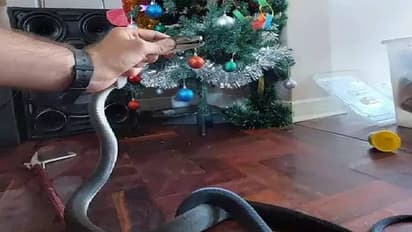 കടിയേറ്റാൽ 20 മിനിറ്റിൽ ഹൃദയം നിലയ്ക്കും, ക്രിസ്മസ് ട്രീയിൽ കണ്ടെത്തിയത് ഉഗ്രവിഷമുള്ള പാമ്പിനെ