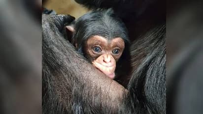 മാതൃസ്നേഹത്തിന്റെ പേരിൽ വൈറലായ വീഡിയോ, അതിലെ ആ കുഞ്ഞ് ചിമ്പാൻസി ഇനിയില്ല, വേദന താങ്ങാനാവാതെ അമ്മ ചിമ്പാൻസി