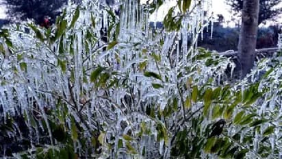  राजस्थान में हाड़ कंपाने वाली ठंड: सड़क और पेड़ पर जमने लगी बर्फ...मानइस में पहुंचा तापमान, देखिए वो तस्वीरें